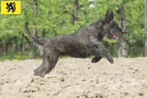 Lire la suite à propos de l’article Berger de Picardie Éleveurs et chiots en Flandre