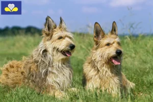Lire la suite à propos de l’article Berger de Picardie Éleveurs et chiots en Région de Bruxelles-Capitale