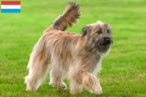 Lire la suite à propos de l’article Berger des Pyrénées éleveurs et chiots au Luxembourg