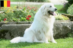 Lire la suite à propos de l’article Éleveurs de chiens de berger des Tatras et chiots en Belgique