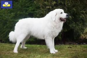 Lire la suite à propos de l’article Éleveurs de chiens de berger des Tatras et chiots en Région de Bruxelles-Capitale