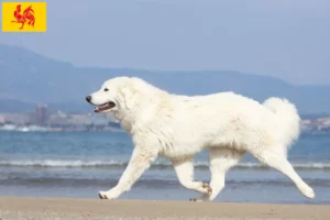 Lire la suite à propos de l’article Éleveurs de chiens de berger des Tatras et chiots en Région wallonne