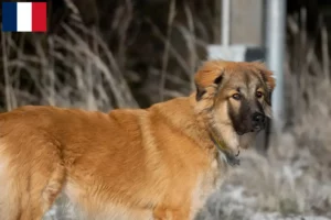 Lire la suite à propos de l’article Berger du Caucase éleveur et chiots à la Réunion