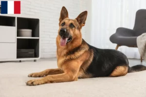Lire la suite à propos de l’article Éleveurs de chiens de berger et chiots à Mayotte