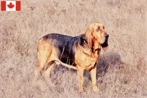 Lire la suite à propos de l’article Éleveurs de bloodhounds et chiots au Canada