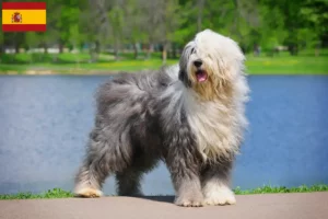 Lire la suite à propos de l’article Éleveurs de bobtails et chiots en Espagne