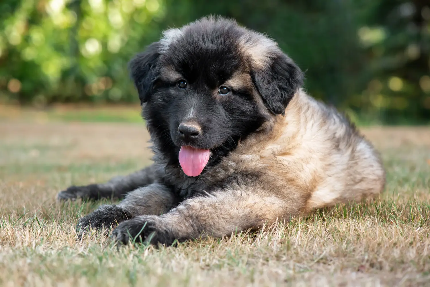 Acheter un chiot Cão Da Serra Da Estrela, c'est prendre ses responsabilités ! Acheter des chiots Cão Da Serra Da Estrela.