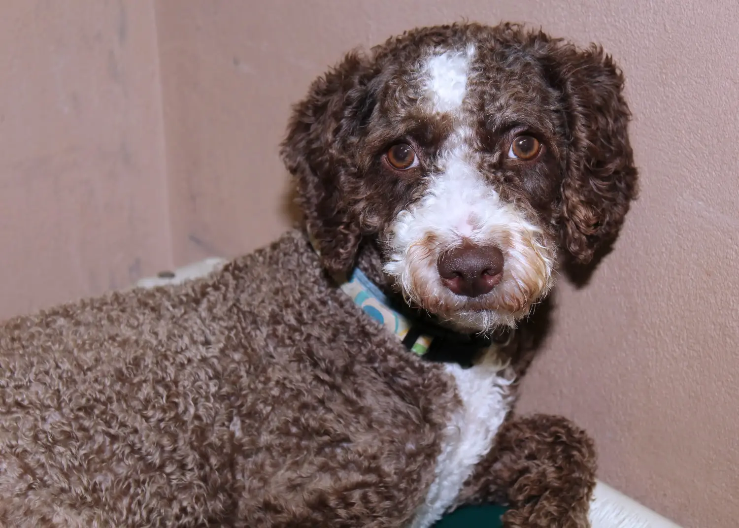 Acheter un chiot Cão de Agua português, c'est prendre ses responsabilités ! Acheter des chiots Cão de Agua português.
