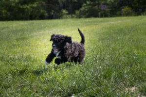 Lire la suite à propos de l’article Cão de Agua português éleveurs et chiots en Région wallonne