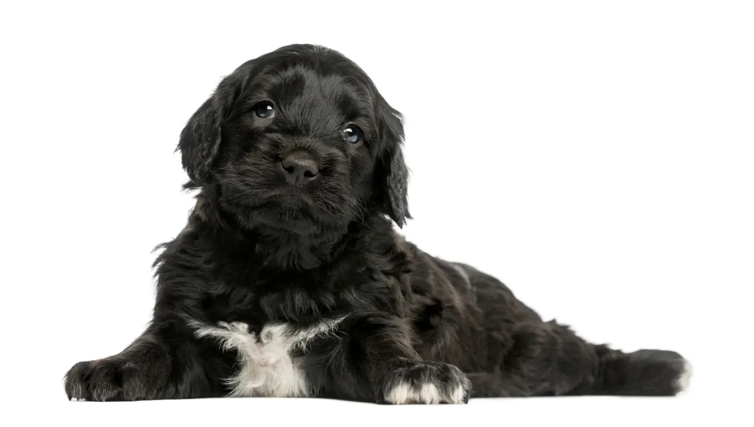 Acheter un chiot Cão de Agua português, c'est prendre ses responsabilités ! Acheter des chiots Cão de Agua português.