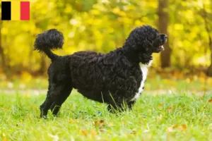 Lire la suite à propos de l’article Cão de Agua português éleveurs et chiots en Belgique