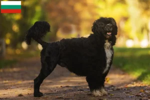 Lire la suite à propos de l’article Cão de Agua português éleveurs et chiots en Bulgarie
