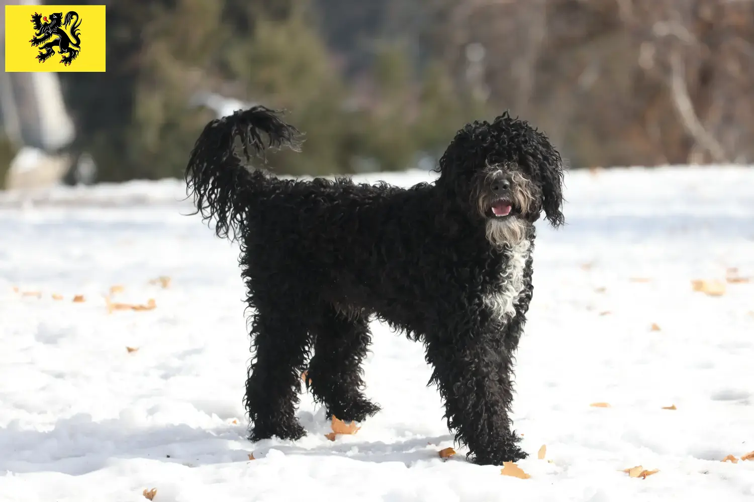 Cão de Agua português chiots et éleveurs Flandre Ici, vous trouverez des éleveurs de Cão de Agua português en Flandre.