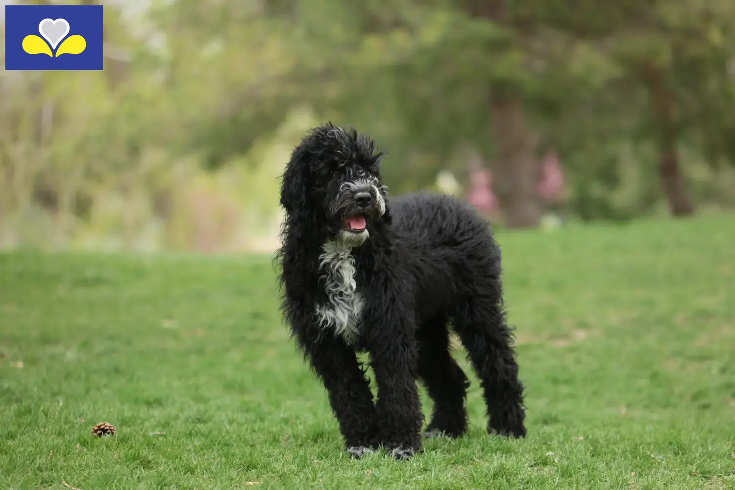 Cão de Agua português Chiots et éleveurs Région de Bruxelles-Capitale Ici, tu trouveras des éleveurs de Cão de Agua português en Région de Bruxelles-Capitale.