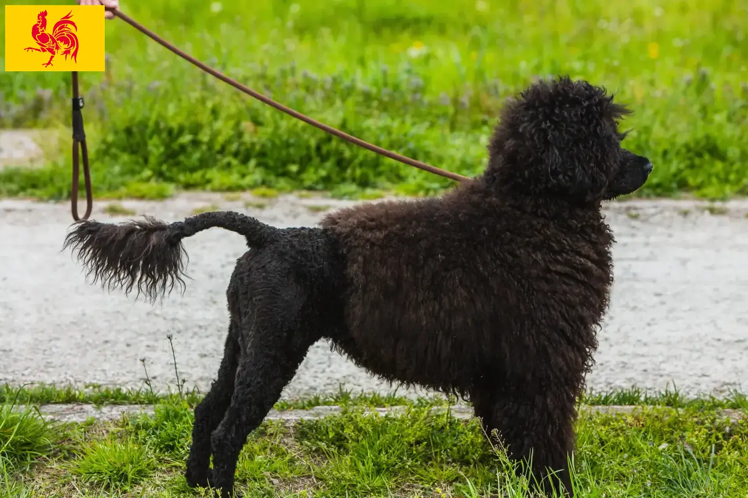 Cão de Agua português chiots et éleveurs Région wallonne Ici vous trouverez des éleveurs de Cão de Agua português en Région wallonne.
