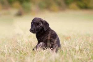 Lire la suite à propos de l’article Cão Fila de São Miguel Éleveurs et chiots au Portugal