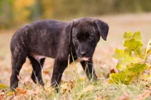 Lire la suite à propos de l’article Éleveurs de Clumber Spaniel et chiots en Suisse