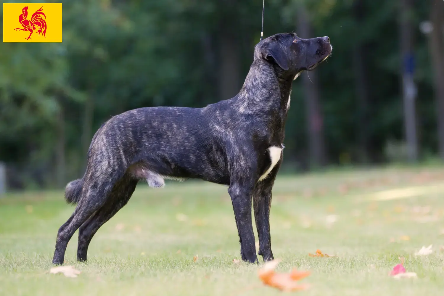 Cão Fila de São Miguel Chiots et éleveurs Région wallonne Ici vous trouverez les éleveurs de Cão Fila de São Miguels en Région Wallonne.