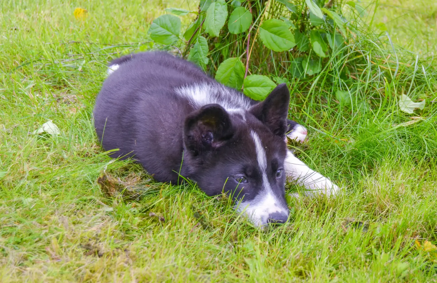 Acheter un chiot chien d'ours carélien, c'est prendre ses responsabilités ! Acheter un chiot chien d'ours carélien.