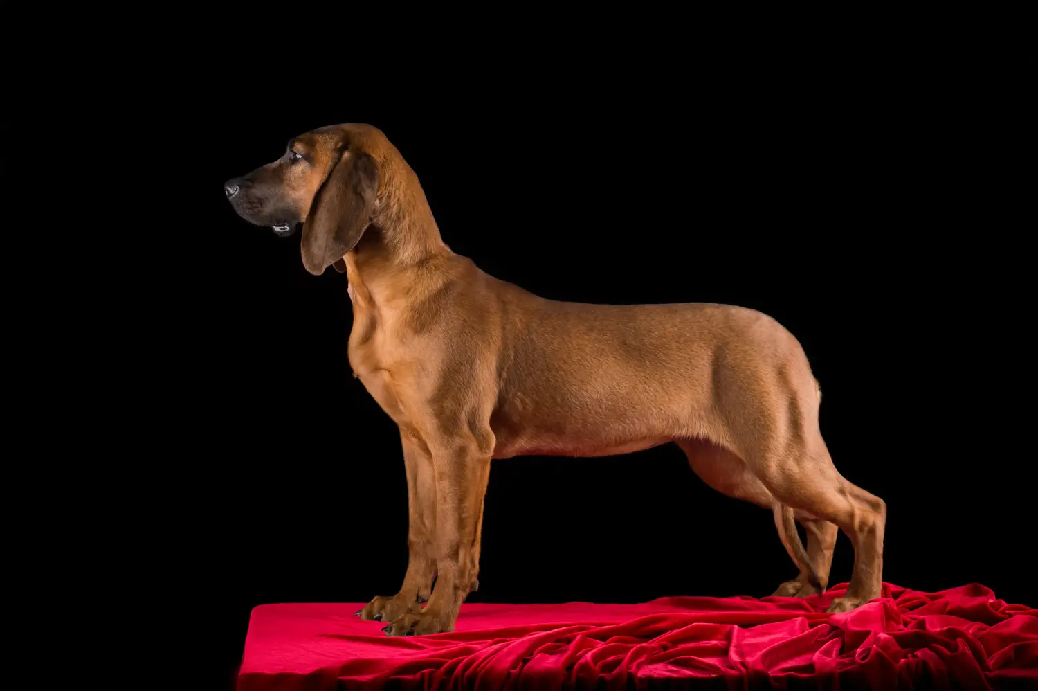 Acheter un chiot de chien courant de Hanovre, c'est prendre ses responsabilités ! Acheter des chiots de chiens suiveurs de Hanovre.
