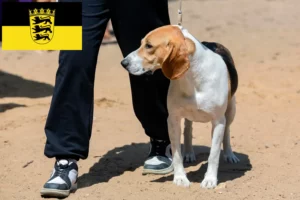Lire la suite à propos de l’article Chien courant suisse Éleveurs et chiots en Baden-Württemberg