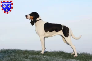 Lire la suite à propos de l’article Éleveurs suisses de chiens courants et chiots en Centre-Val de Loire