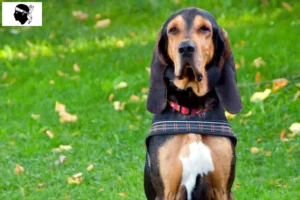 Lire la suite à propos de l’article Éleveurs suisses de chiens courants et chiots en Corse