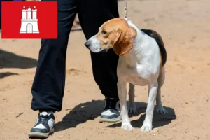 Lire la suite à propos de l’article Éleveurs de chiens courants suisses et chiots à Hambourg