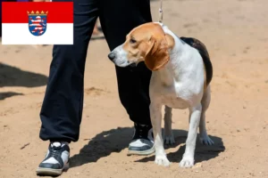 Lire la suite à propos de l’article Éleveurs de chiens courants suisses et chiots en Hesse