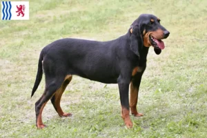 Lire la suite à propos de l’article Éleveurs de chiens courants suisses et chiots en Nouvelle-Aquitaine