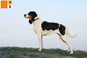 Lire la suite à propos de l’article Éleveurs suisses de chiens courants et chiots en Provence-Alpes-Côte d’Azur