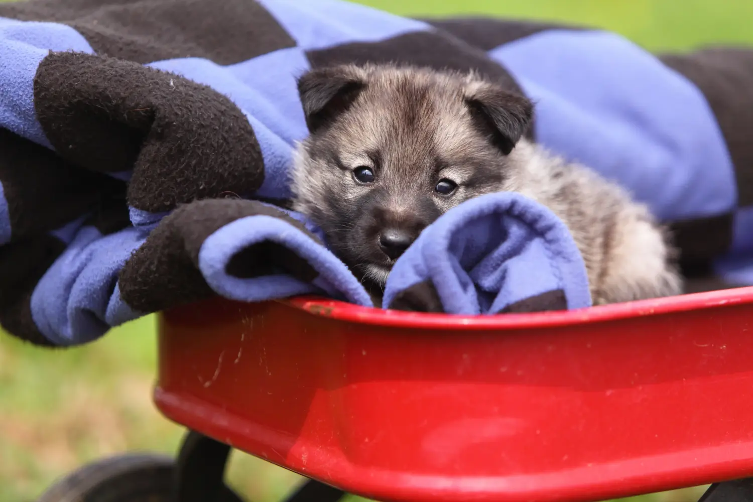 Acheter un chiot chien d'élan norvégien, c'est prendre ses responsabilités ! Acheter un chiot chien d'élan norvégien.