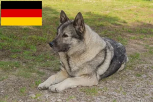 Lire la suite à propos de l’article Éleveurs de chiens d’élan norvégiens et chiots en Allemagne