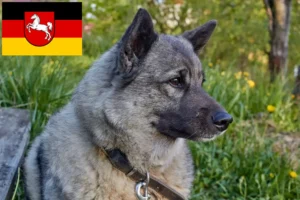 Lire la suite à propos de l’article Éleveurs de chiens d’élan norvégiens et chiots en Basse-Saxe