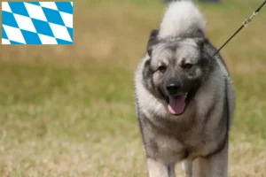 Lire la suite à propos de l’article Éleveurs de chiens d’élan norvégiens et chiots en Bavière