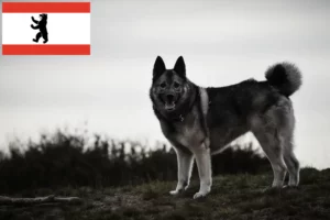 Lire la suite à propos de l’article Éleveurs de chiens d’élan norvégiens et chiots à Berlin