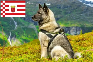 Lire la suite à propos de l’article Éleveurs de chiens d’élan norvégiens et chiots à Brême