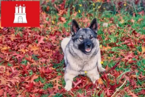 Lire la suite à propos de l’article Éleveurs de chiens d’élan norvégiens et chiots à Hambourg