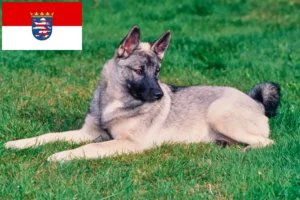 Lire la suite à propos de l’article Éleveurs de chiens d’élan norvégiens et chiots en Hesse