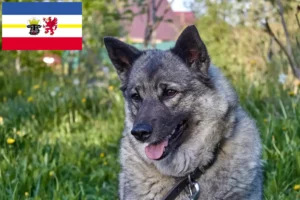 Lire la suite à propos de l’article Éleveurs de chiens d’élan norvégiens et chiots dans le Mecklembourg-Poméranie occidentale