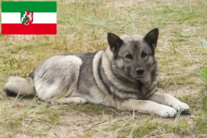 Lire la suite à propos de l’article Éleveurs de chiens d’élan norvégiens et chiots en Rhénanie-du-Nord-Westphalie