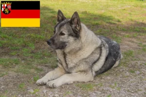 Lire la suite à propos de l’article Éleveurs de chiens d’élan norvégiens et chiots en Rhénanie-Palatinat