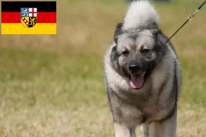 Lire la suite à propos de l’article Éleveurs de chiens d’élan norvégiens et chiots en Sarre