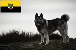 Lire la suite à propos de l’article Éleveurs de chiens d’élan norvégiens et chiots en Saxe-Anhalt