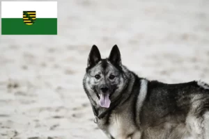 Lire la suite à propos de l’article Éleveurs de chiens d’élan norvégiens et chiots en Saxe