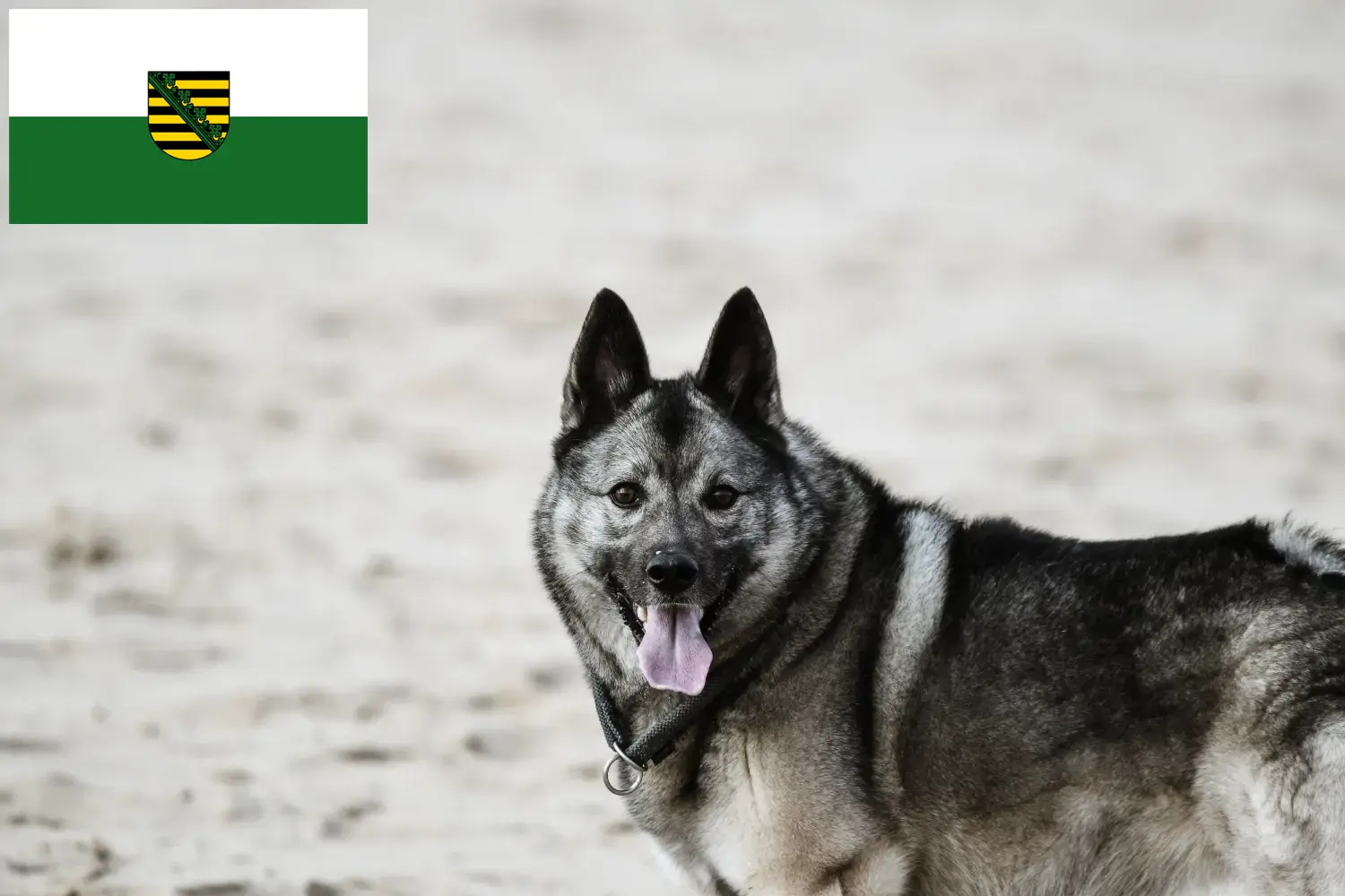 Chien d'élan norvégien chiots et éleveurs Saxe Ici, tu trouveras des éleveurs de chiens d'élan norvégiens en Saxe.