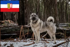 Lire la suite à propos de l’article Éleveurs de chiens d’élan norvégiens et chiots dans le Schleswig-Holstein