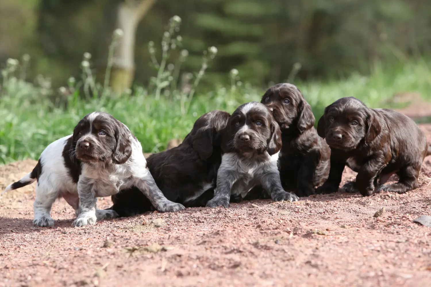 Acheter un chiot de Caille des blés allemande, c'est prendre ses responsabilités ! Acheter un chiot de chien de garde allemand.