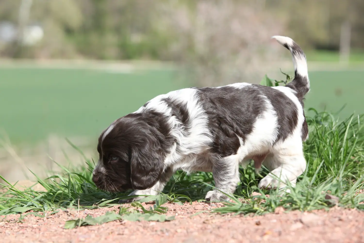 Acheter un chiot de Caille des blés allemande, c'est prendre ses responsabilités ! Acheter un chiot de chien de garde allemand.