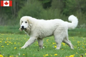 Lire la suite à propos de l’article Éleveurs de chiens de montagne des Pyrénées et chiots au Canada